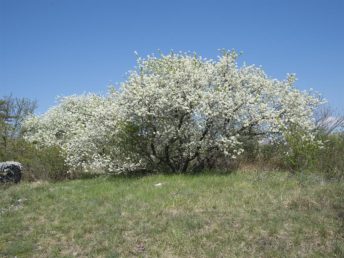 Pyrus amygdaliformis